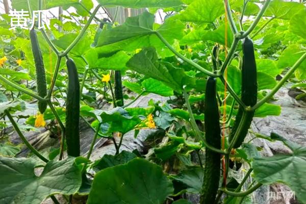 10月份适合种哪些蔬菜，香菜、萝卜、生菜等品种均可在此时栽培