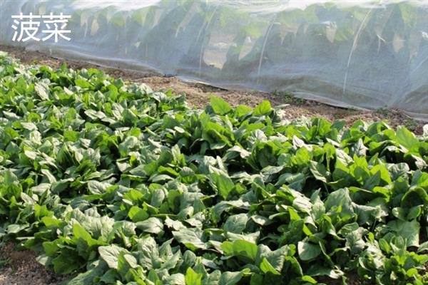 10月份适合种哪些蔬菜，香菜、萝卜、生菜等品种均可在此时栽培