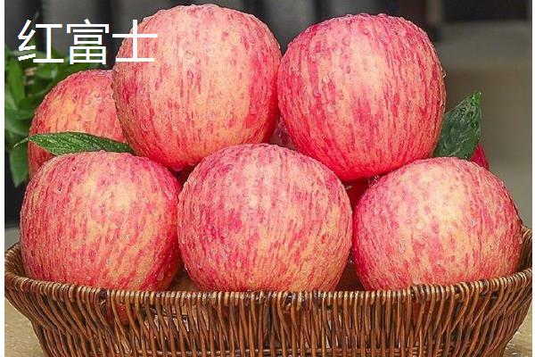苹果在什么季节成熟，不同品种的成熟时间不同