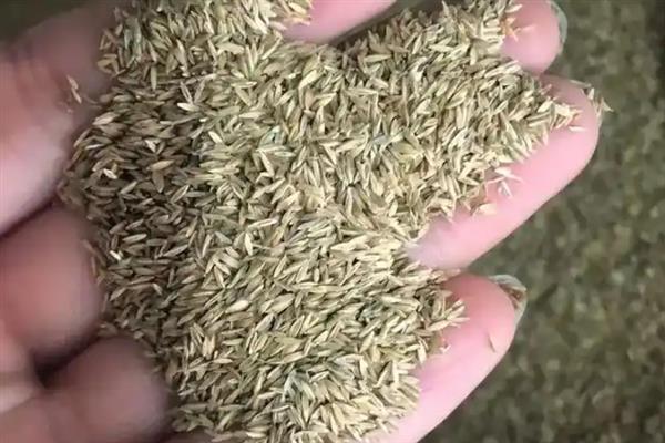 黑麦草草种的价格，一斤12-22元