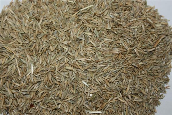 黑麦草草种的价格，一斤12-22元