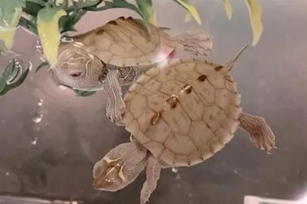 地图龟的寿命，一般都在20年左右