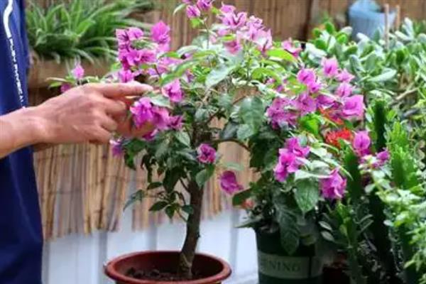 如何繁殖三角花，以压条、扦插为主