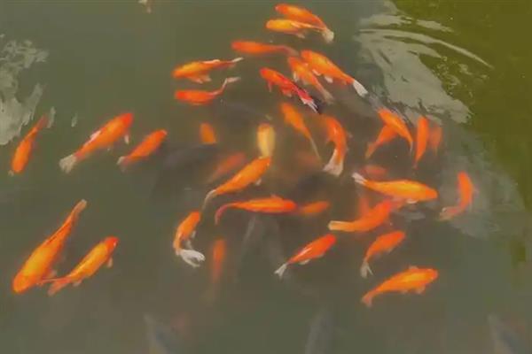 锦鲤喜欢哪种水流，用小水流更合适