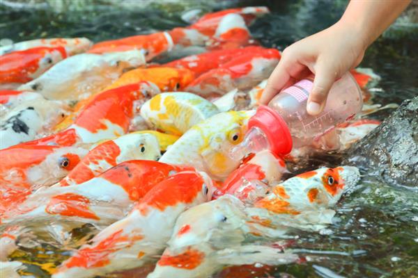 锦鲤喜欢哪种水流，用小水流更合适