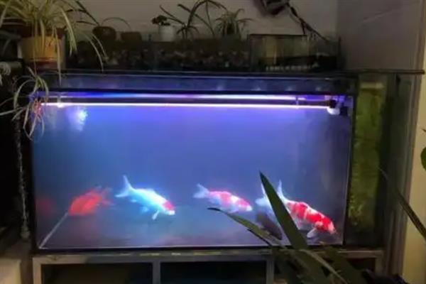 锦鲤喜欢哪种水流，用小水流更合适