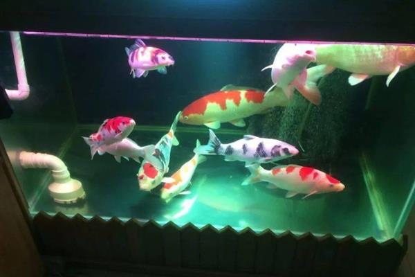 锦鲤喜欢哪种水流，用小水流更合适