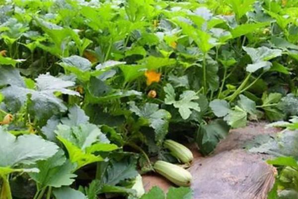 哪些作物可在小满节气种植，包括西瓜、花生、丝瓜等品种