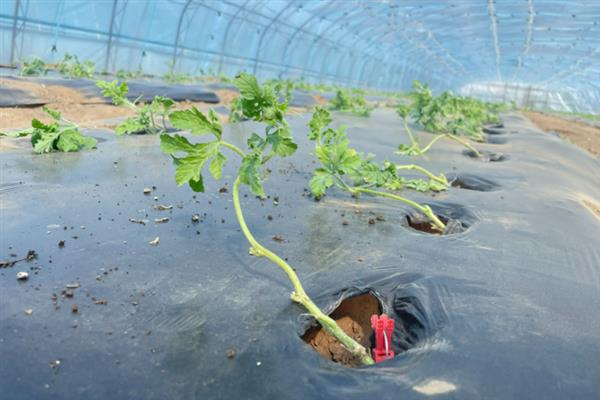 哪些作物可在小满节气种植，包括西瓜、花生、丝瓜等品种