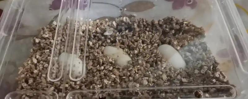乌龟属于卵生动物还是胎生动物，5-7月份是产卵高峰期