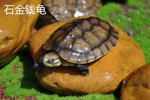 乌龟属于卵生动物还是胎生动物，5-7月份是产卵高峰期