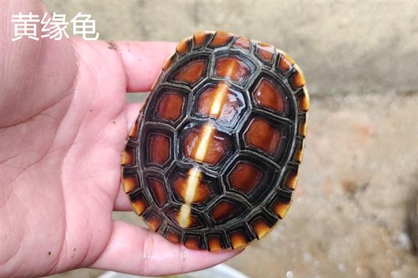 乌龟属于卵生动物还是胎生动物，5-7月份是产卵高峰期
