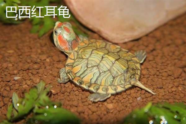 乌龟属于卵生动物还是胎生动物，5-7月份是产卵高峰期