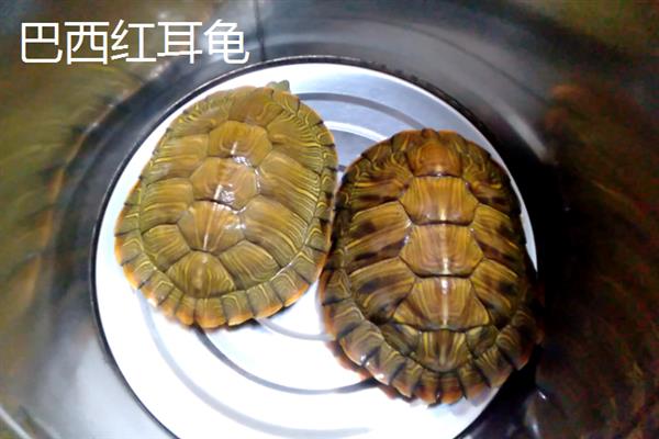 乌龟属于卵生动物还是胎生动物，5-7月份是产卵高峰期