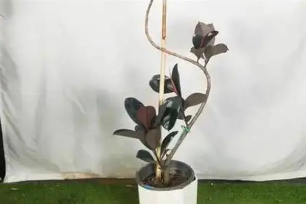 黑金刚橡皮树怎么养殖，每隔3-5天浇一次水