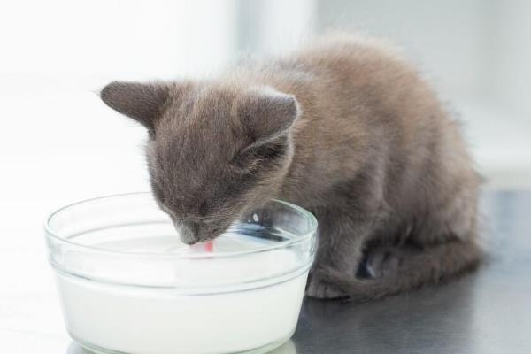 猫咪不能吃哪些食物，牛奶、葡萄、巧克力等食物都不能饲喂