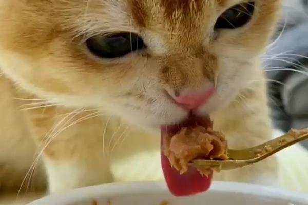 猫咪不能吃哪些食物，牛奶、葡萄、巧克力等食物都不能饲喂