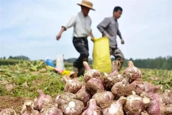 大蒜为什么黄叶干尖，可能是气候异常、栽培不当等因素造成
