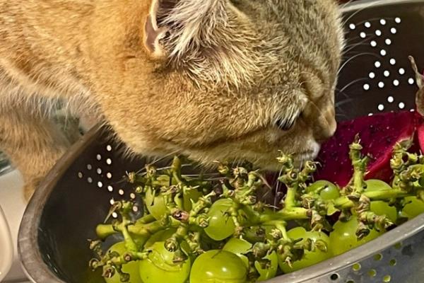 猫咪不能吃哪些食物，牛奶、葡萄、巧克力等食物都不能饲喂