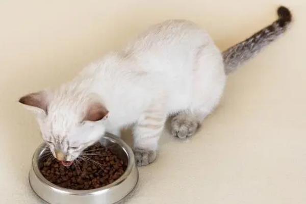 猫咪不能吃哪些食物，牛奶、葡萄、巧克力等食物都不能饲喂
