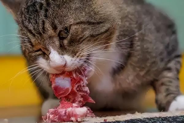 猫咪不能吃哪些食物，牛奶、葡萄、巧克力等食物都不能饲喂
