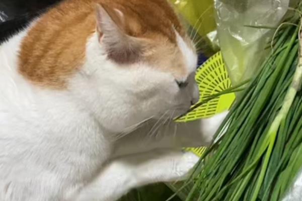 猫咪不能吃哪些食物，牛奶、葡萄、巧克力等食物都不能饲喂