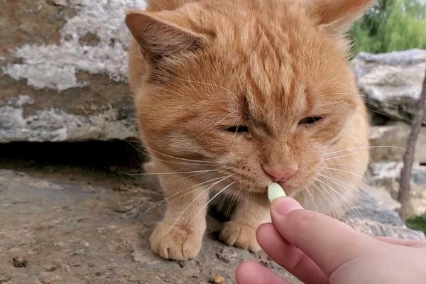 猫咪不能吃哪些食物，牛奶、葡萄、巧克力等食物都不能饲喂