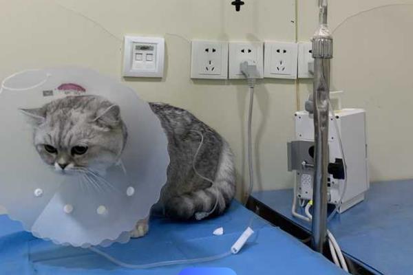 猫咪不能吃哪些食物，牛奶、葡萄、巧克力等食物都不能饲喂