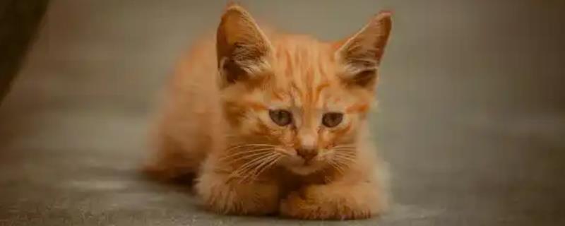猫咪不能吃哪些食物，牛奶、葡萄、巧克力等食物都不能饲喂