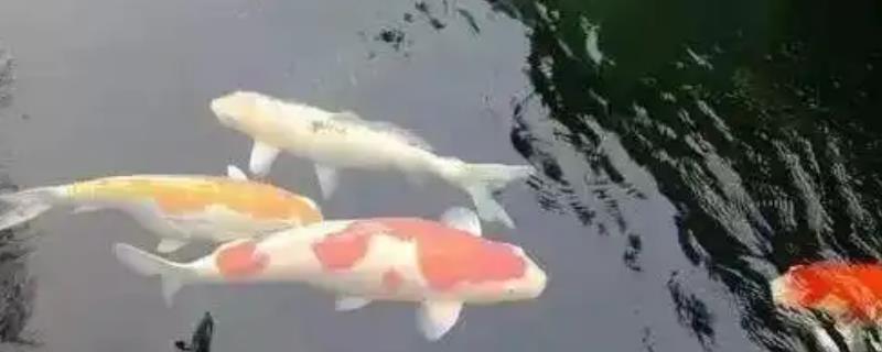 锦鲤会不会繁殖，春季是它们的繁殖期