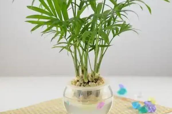 怎么养水养袖珍椰子，将它放在半阴处养护