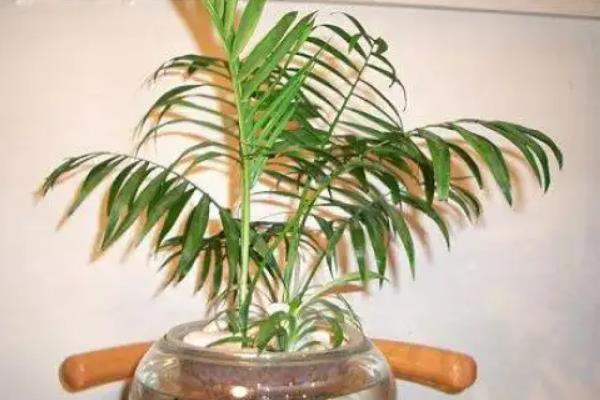 怎么养水养袖珍椰子，将它放在半阴处养护