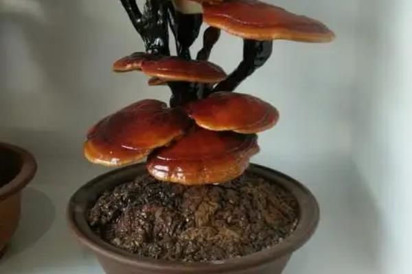 怎么养活体灵芝盆景，需保持好光线的照射