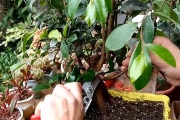 家庭榕树造型如何修剪，长到一定长度需摘心打顶