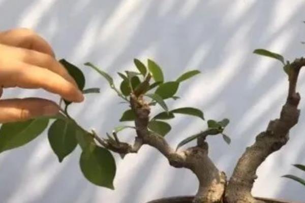 家庭榕树造型如何修剪，长到一定长度需摘心打顶