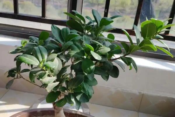 家庭榕树造型如何修剪，长到一定长度需摘心打顶