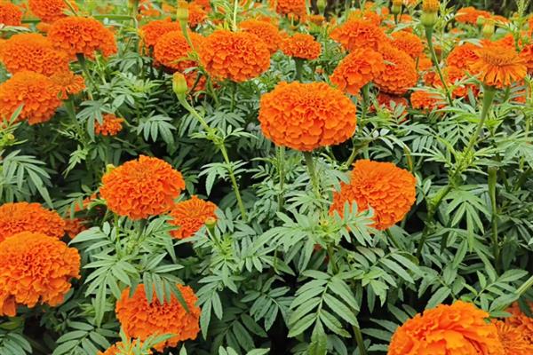 万寿菊的开花时间，大多是7-9月份