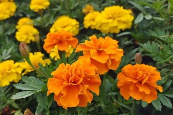 万寿菊的开花时间，大多是7-9月份