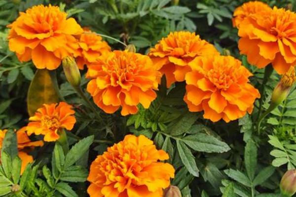 万寿菊的开花时间，大多是7-9月份