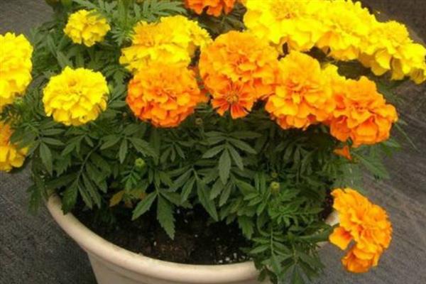 万寿菊的开花时间，大多是7-9月份