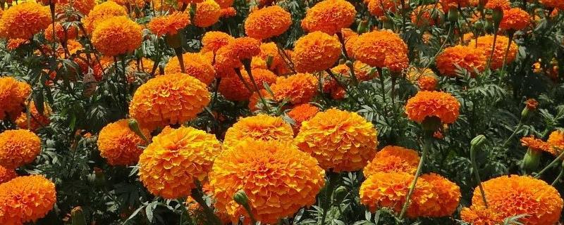 万寿菊的开花时间，大多是7-9月份
