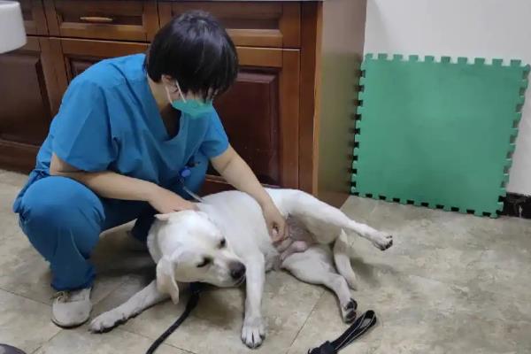 狗狗抑郁症有什么症状，表现为食欲下降、精神不振、容易暴躁