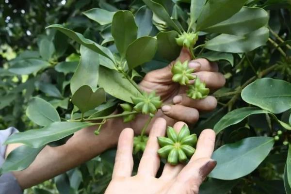 八角树需要多长时间才能结果，最短只需3-4年