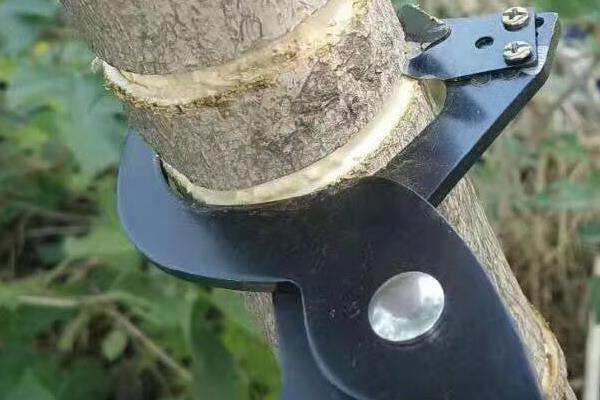 八角树需要多长时间才能结果，最短只需3-4年