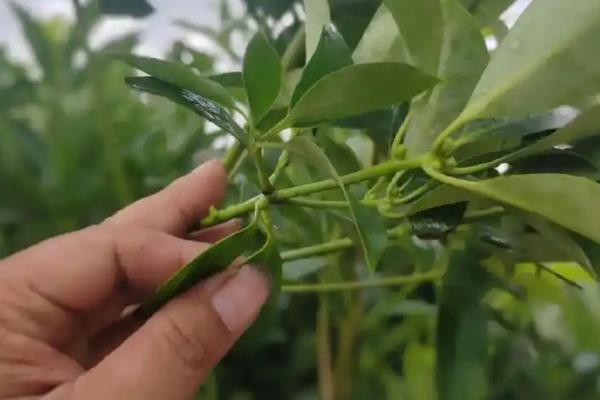 八角树需要多长时间才能结果，最短只需3-4年