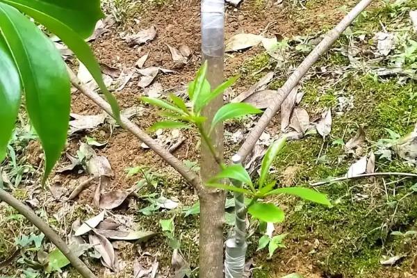 八角树需要多长时间才能结果，最短只需3-4年