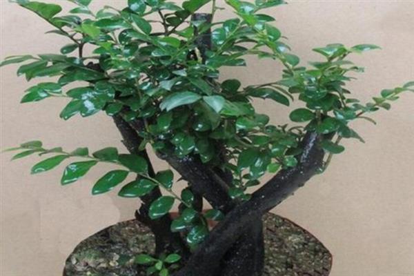 小叶紫檀盆景的修剪方式，花后要及时进行修剪