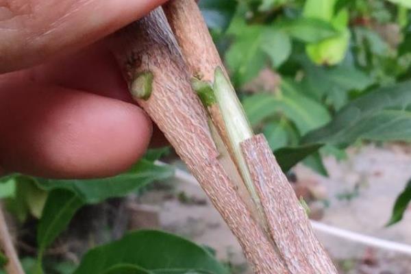 八角树需要多长时间才能结果，最短只需3-4年