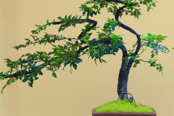 小叶紫檀盆景的修剪方式，花后要及时进行修剪