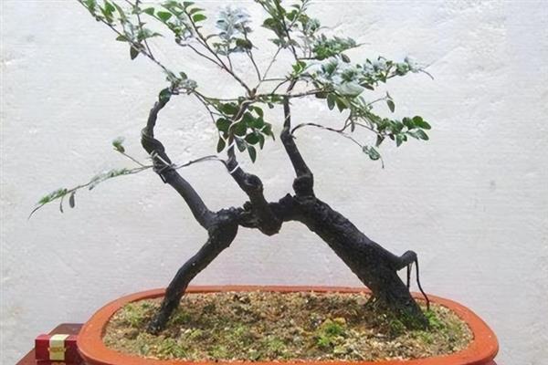 小叶紫檀盆景的修剪方式，花后要及时进行修剪